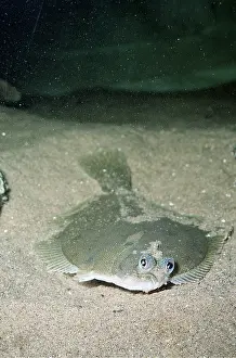 Flatfish: DAB - flatfish