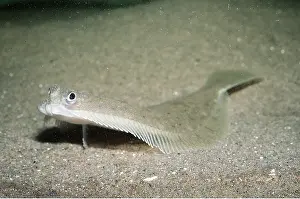 Flatfish: DAB - FLATFISH