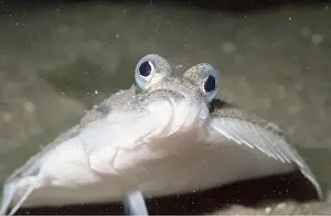Quirky: DAB - FLATFISH