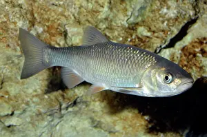 Leuciscus: Dace