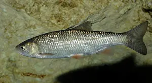 Leuciscus: Dace