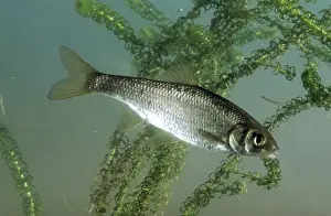 Dace: DACE FISH