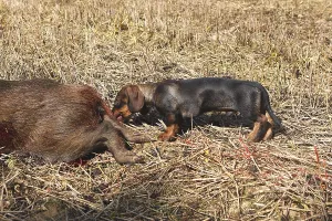 Boars: Dachshund biting a boar death Franche-Comte France