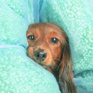 Teckel: Dachshund dog indoors