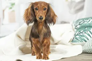 Teckel: Dachshund dog indoors