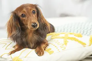Teckel: Dachshund dog indoors