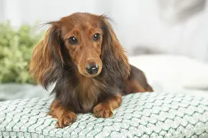 Teckel: Dachshund dog indoors