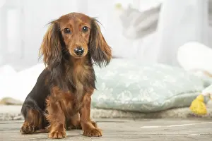 Teckel: Dachshund dog indoors