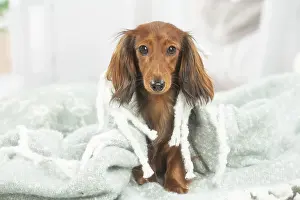 Teckel: Dachshund dog indoors