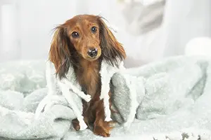Teckel: Dachshund dog indoors