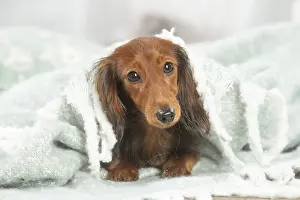 Teckel: Dachshund dog indoors
