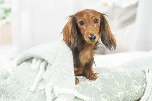 Teckel: Dachshund dog indoors