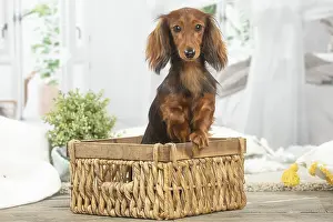 Teckel: Dachshund dog indoors sitting in basket
