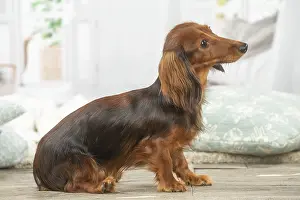 Teckel: Dachshund dog indoors, side view