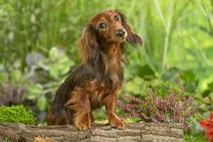 Teckel: Dachshund dog outdoors