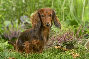 Teckel: Dachshund dog outdoors
