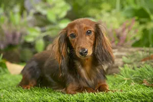 Teckel: Dachshund dog outdoors