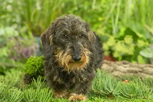 Teckel: Dachshund dog outdoors
