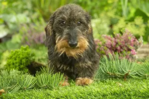 Teckel: Dachshund dog outdoors
