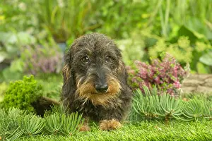 Teckel: Dachshund dog outdoors