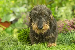 Teckel: Dachshund dog outdoors