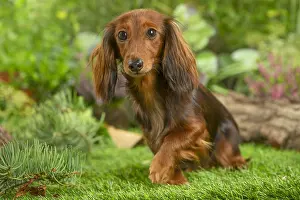 Lifting: Dachshund dog outdoors lifting paw