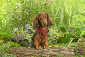 Teckel: Dachshund dog outdoors wearing red collar
