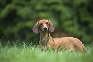 Teckel: Dachshund Dog, Teckel