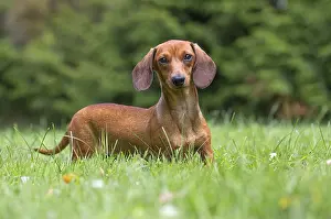 Teckel: Dachshund Dog, Teckel