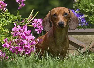 Teckel: Dachshund Dog, Teckel Dachshund Dog, Teckel