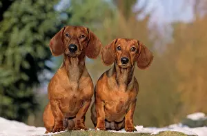 Dachshund: Dachshund, pair