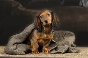 Dachshund: Dachshund puppy indoors