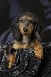 Dachshund: Dachshund puppy indoors
