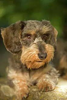 Beards: Dachshund / Teckel