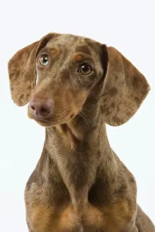 Pricked: Dachshund / Teckel - Chocolate Harlequin