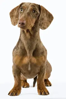 Pricked: Dachshund / Teckel - Chocolate Harlequin