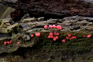 Rotten: Dacrymyces stillatus - Found on damp & decaying