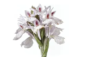 Vegetal: Dactylorhiza ericetorum - on white - Galicia, Spain