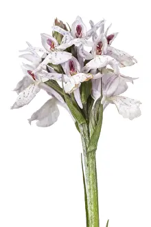 Vegetal: Dactylorhiza ericetorum - on white - Galicia, Spain