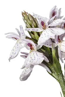 Vegetal: Dactylorhiza ericetorum - on white - Galicia, Spain