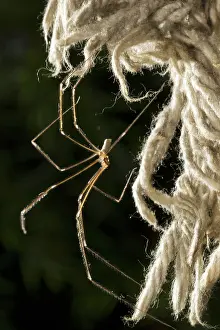 Skull: Daddy Long-legs Spider