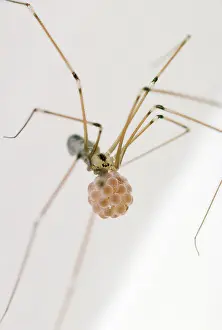 Sacs: Daddy Long Legs Spider - female with egg sac