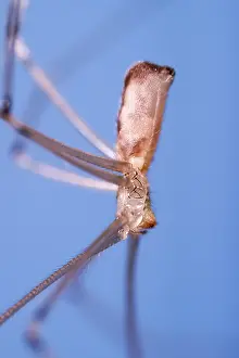250417: Daddy Long-legs Spider, Norfolk UK