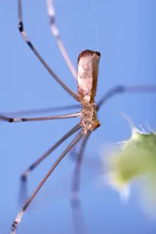 250417: Daddy Long-legs Spider, Norfolk UK