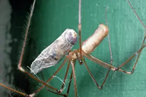 Wrapping: Daddy-long-legs Spider - with prey