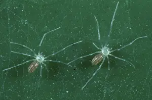 Spiderling: Daddy long legs spiderlings