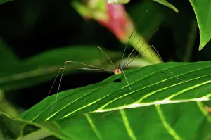 Mite: Daddy longlegs