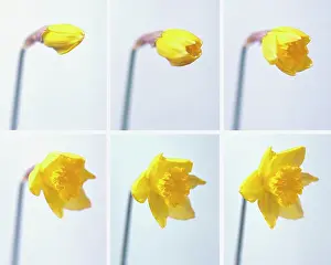 Progression: Daffodil