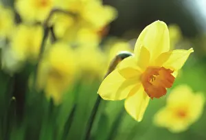 Browning: Daffodil