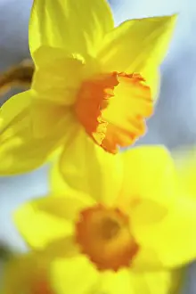 Browning: Daffodil
